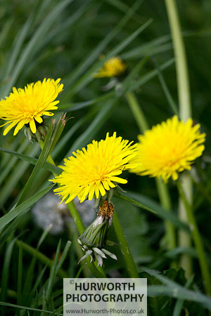 Cottage Garden 025