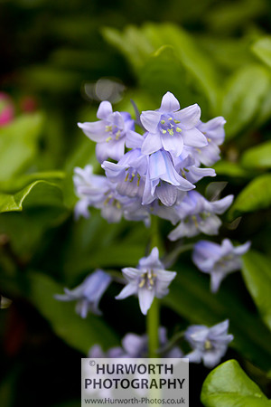 Cottage Garden 026