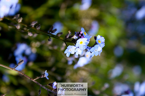 Cottage Garden 029