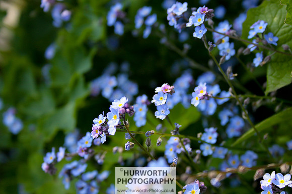 Cottage Garden 030