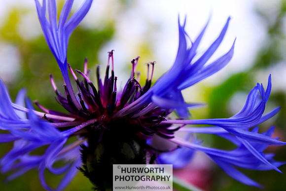 Cottage Garden 031