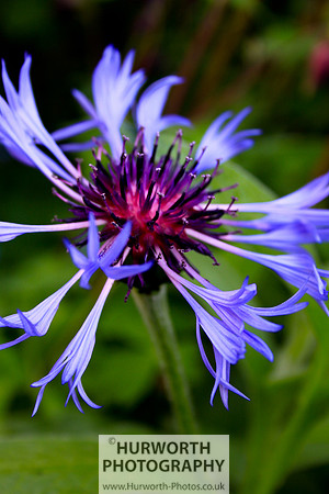 Cottage Garden 033