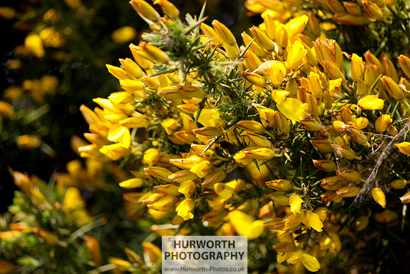 Cottage Garden 034
