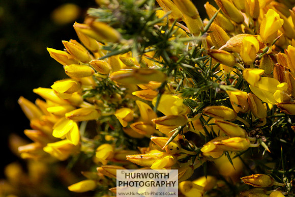 Cottage Garden 035
