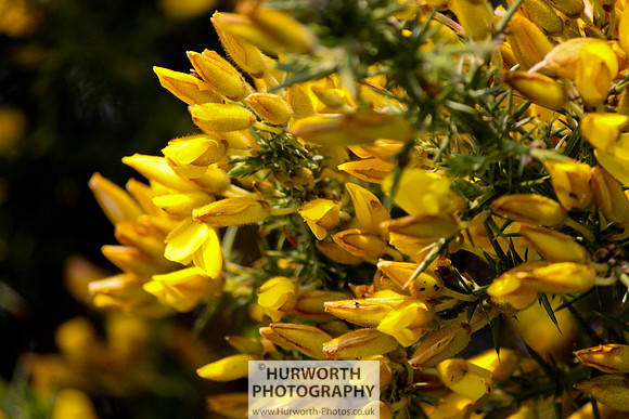 Cottage Garden 036