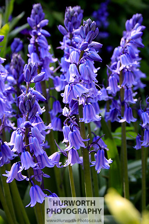 Cottage Garden 037