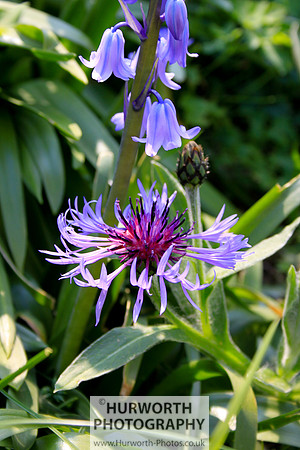 Cottage Garden 038