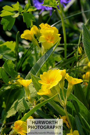 Cottage Garden 039