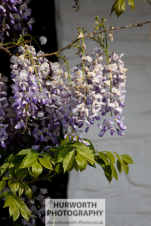 Cottage Garden 045