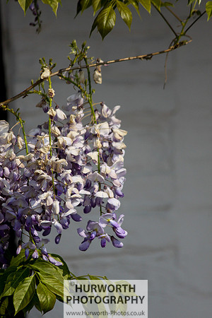 Cottage Garden 046