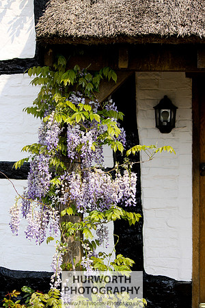 Cottage Garden 048