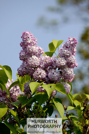 Cottage Garden 049