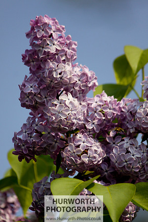 Cottage Garden 050