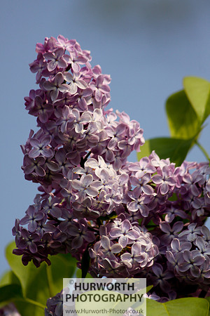 Cottage Garden 051