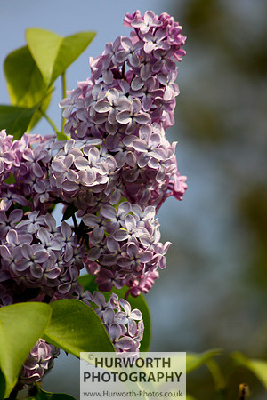 Cottage Garden 052