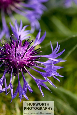 Cottage Garden 054