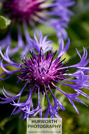 Cottage Garden 055
