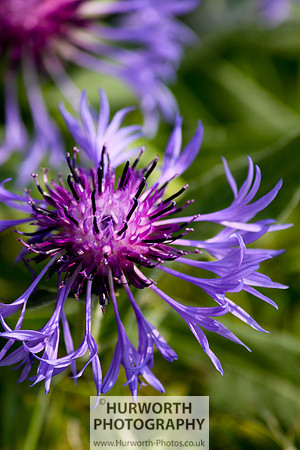 Cottage Garden 056