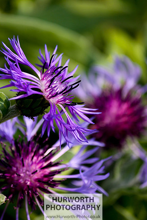 Cottage Garden 057