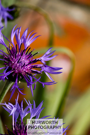 Cottage Garden 059