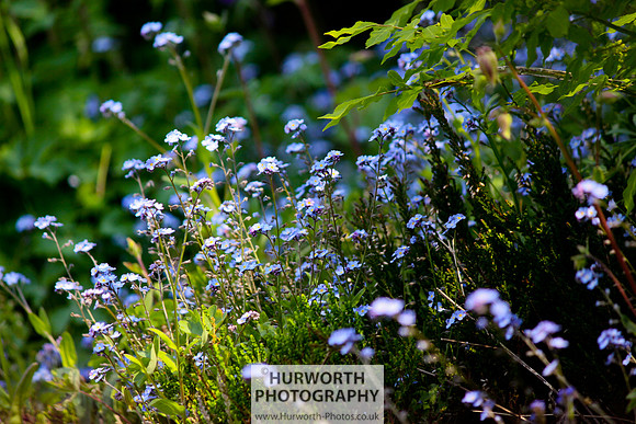 Cottage Garden 060