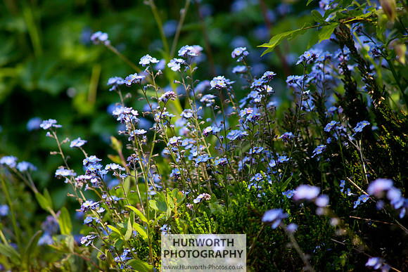 Cottage Garden 061