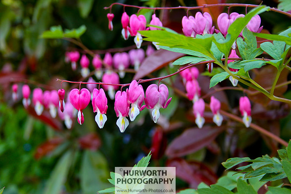 Cottage Garden 062