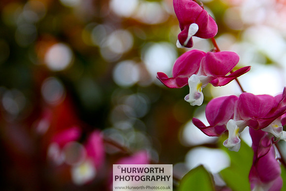 Cottage Garden 064