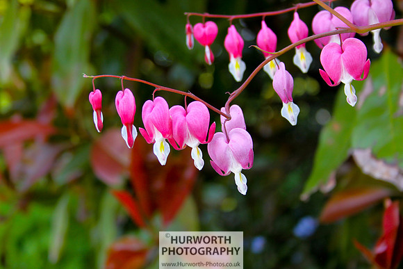 Cottage Garden 065