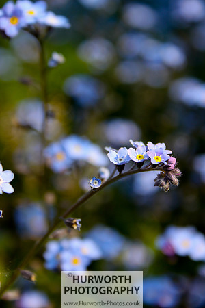 Cottage Garden 067