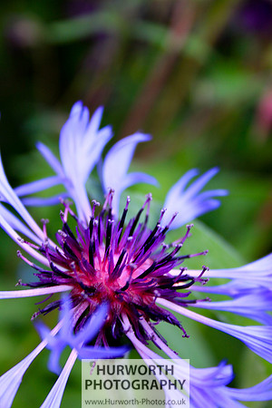 Cottage Garden 068