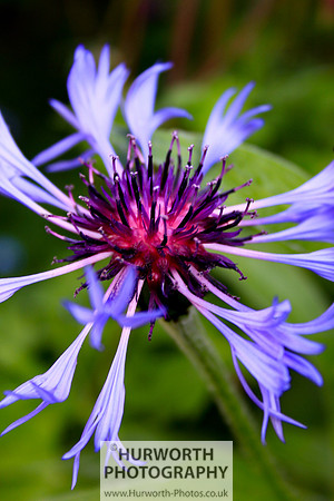 Cottage Garden 069