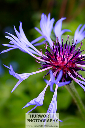 Cottage Garden 070