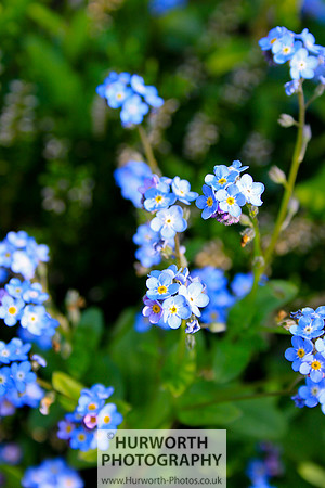 Cottage Garden 071