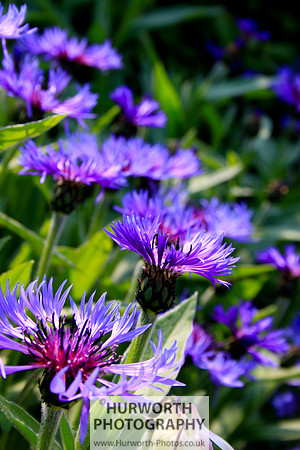 Cottage Garden 072