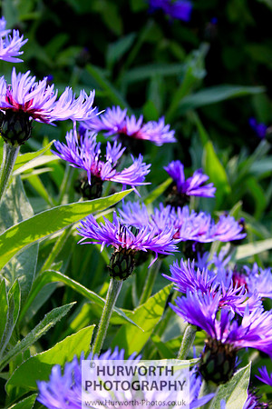 Cottage Garden 073