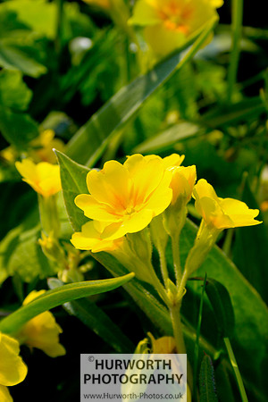 Cottage Garden 074