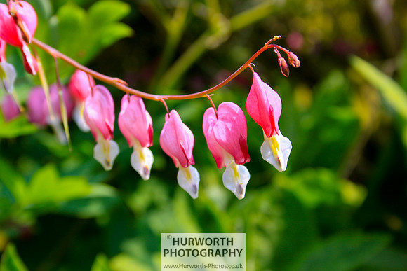 Cottage Garden 075