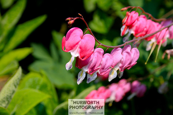 Cottage Garden 076