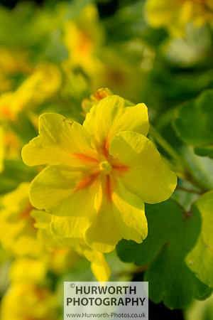 Cottage Garden 077
