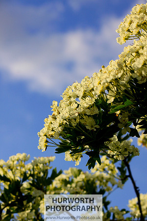 Cottage Garden 078