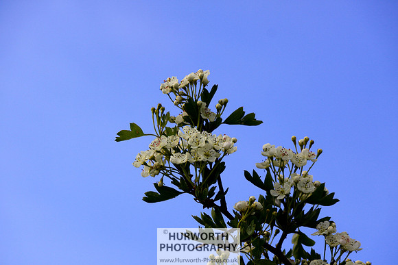 Cottage Garden 079