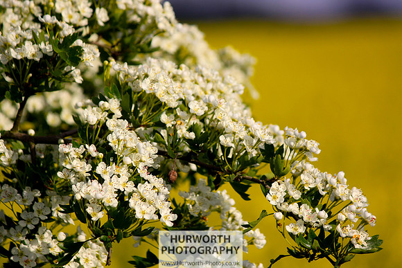 Cottage Garden 081