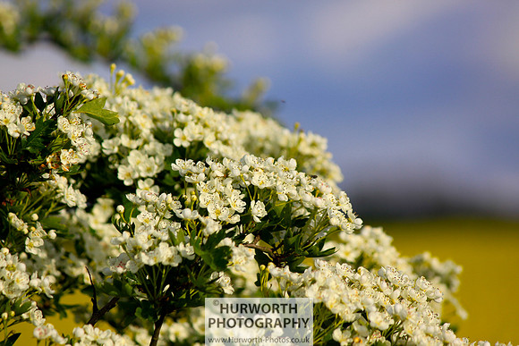 Cottage Garden 082