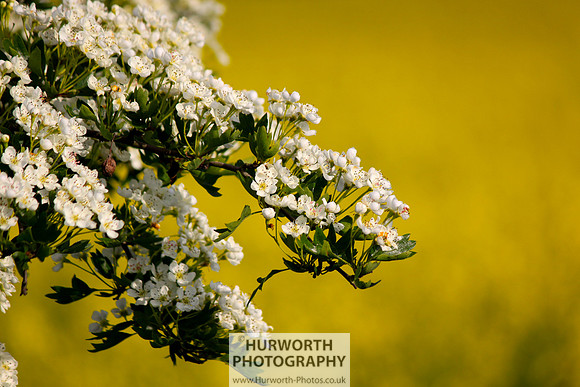 Cottage Garden 083