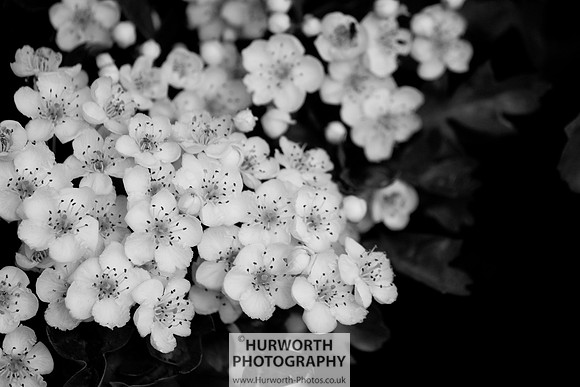 Cottage Garden 084