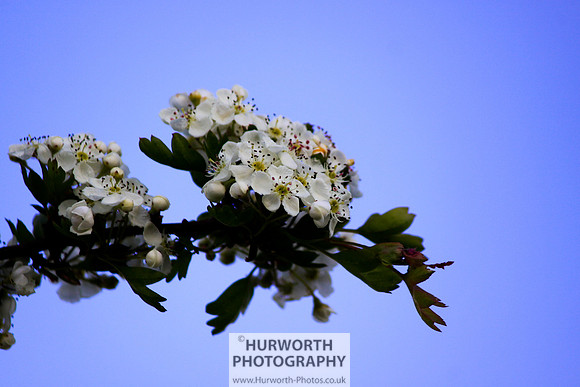 Cottage Garden 085