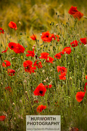 Cottage Garden 098