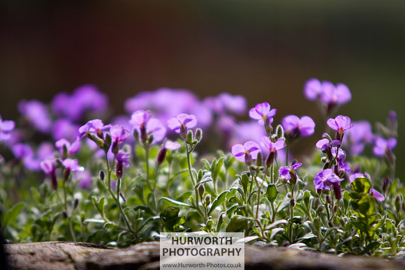 Cottage Garden 100