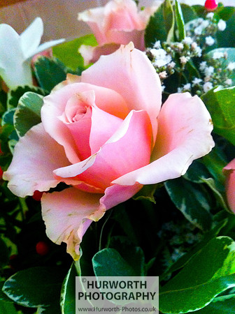 Cottage Garden 115